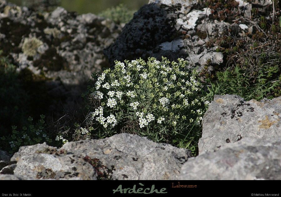 20130416_labeaume_cornicheboisstmartin_fleur4
