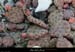 20090315_boisstmartin_cactus