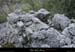 20090315_passageboisstmartin_ruine