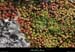 20130416_labeaume_boisstmartin_fleur1