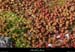 20130416_labeaume_boisstmartin_fleur2