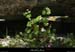 20130416_labeaume_cornicheboisstmartin_fleur1