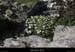 20130416_labeaume_cornicheboisstmartin_fleur4