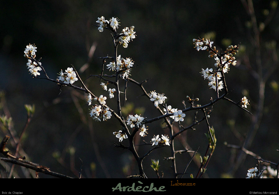 20130331_labeaume_chapias_bois_fleurs2