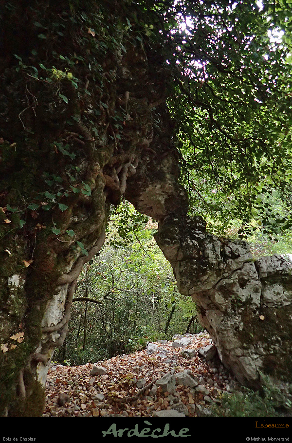 20160925_boischapias1