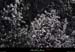 20130331_labeaume_chapias_bois_fleurs1