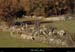 20131207_labeaume_chapias_moutons