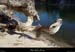 20170226_meandreflojasplage2
