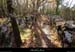 20131207_labeaume_sentierdelagrangedebernard1