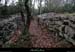 20141205_labeaume_sentiergrandedebernard1