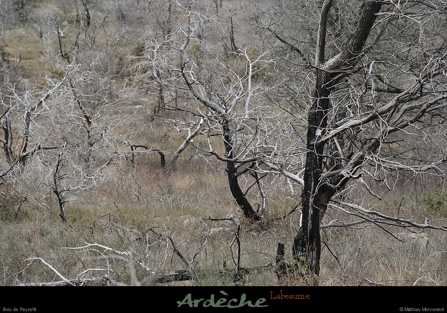 20090329_labeaume_boisdepeyrefit
