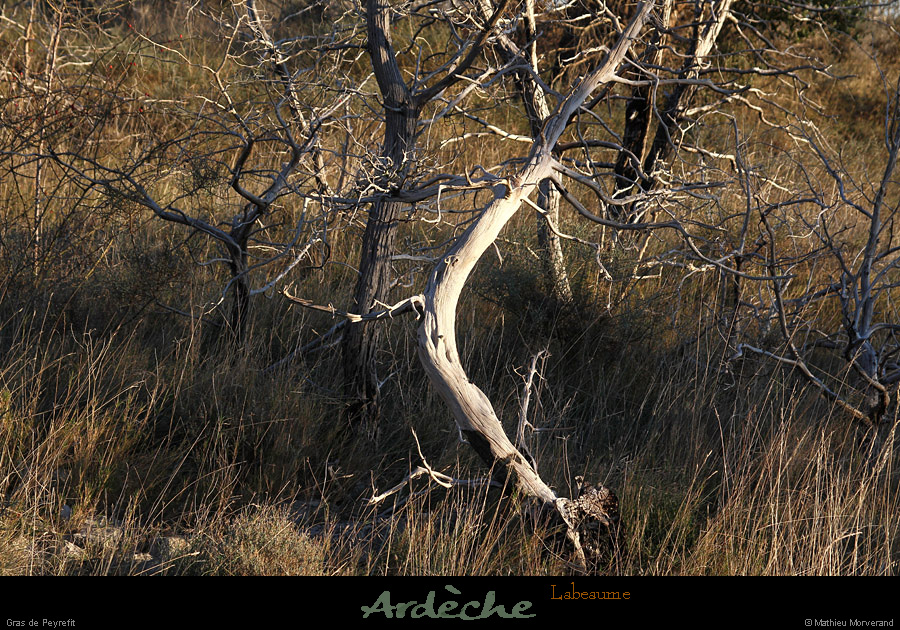 20131208_labeaume_grasdepeyrefit1