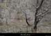 20090329_labeaume_boisdepeyrefit
