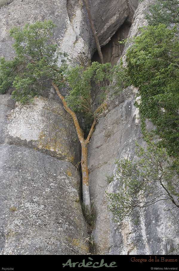 20090607_baume_peyrochefalaises