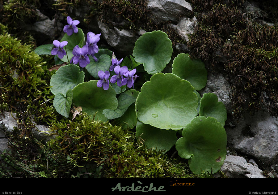 20130406_labeaume_rancdebise_vegetation1