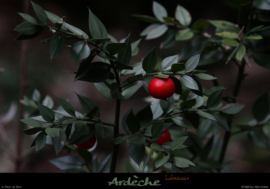 20130406_labeaume_rancdebise_vegetation2