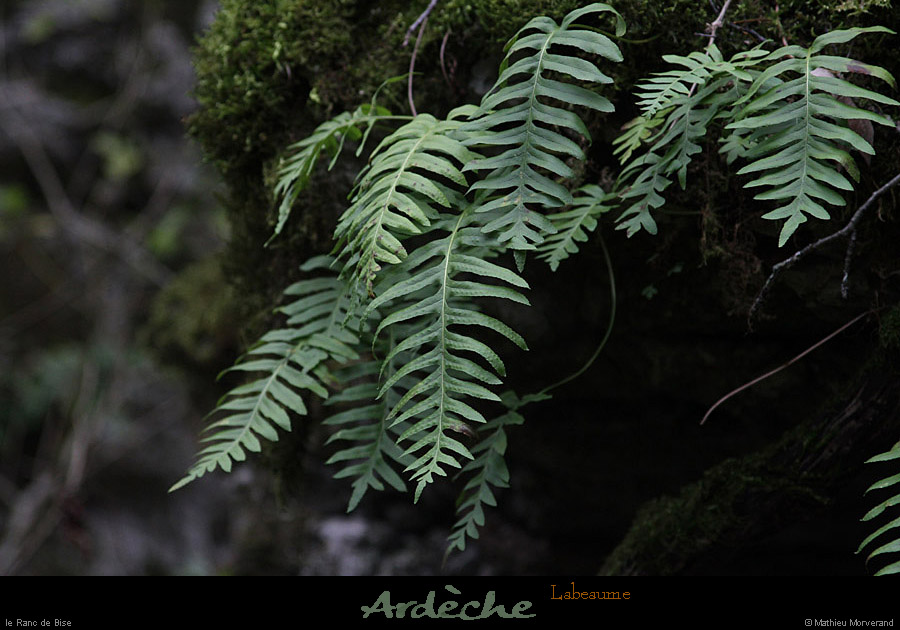 20130406_labeaume_rancdebise_vegetation3