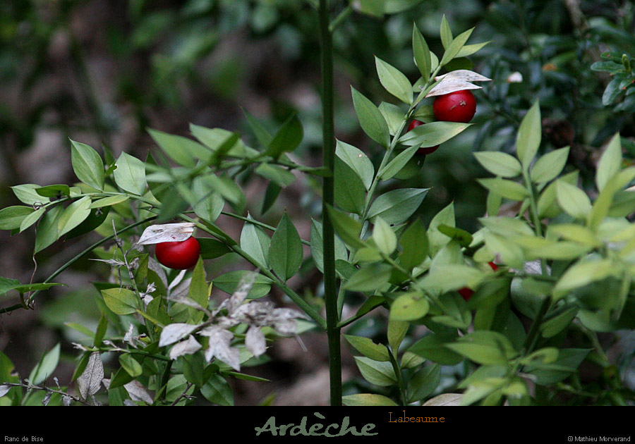 20130415_labeaume_rancdebise_houx