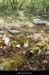 20120429_labeaume_rancdebise2