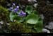 20130406_labeaume_rancdebise_vegetation1