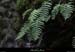 20130406_labeaume_rancdebise_vegetation3