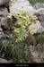 20130406_labeaume_rancdebise_vegetation4