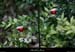 20130415_labeaume_rancdebise_houx