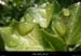 20110531_labeaume_recatadou_plante