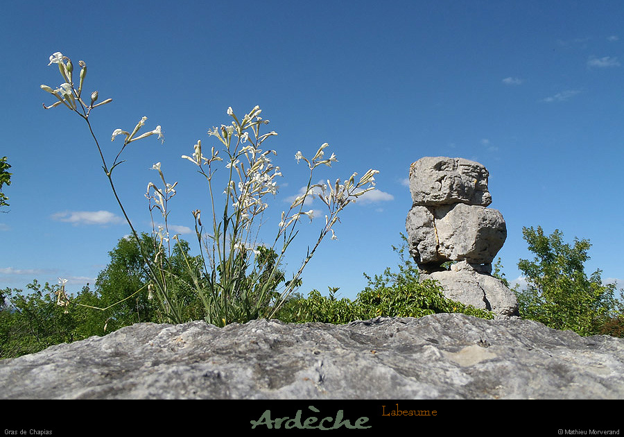 20130510_labeaume_grassschapias1