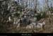 20130331_labeaume_chapias_bois_chaos02