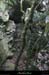 20130331_labeaume_chapias_bois_chaos05