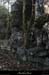 20130331_labeaume_chapias_bois_chaos06