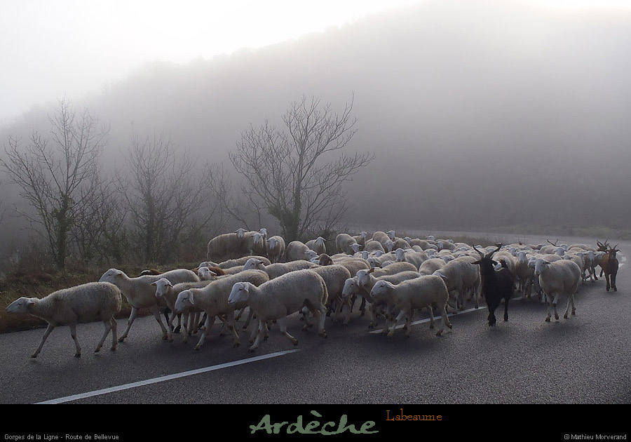 20121216_labeaume_rtebellevue_moutons