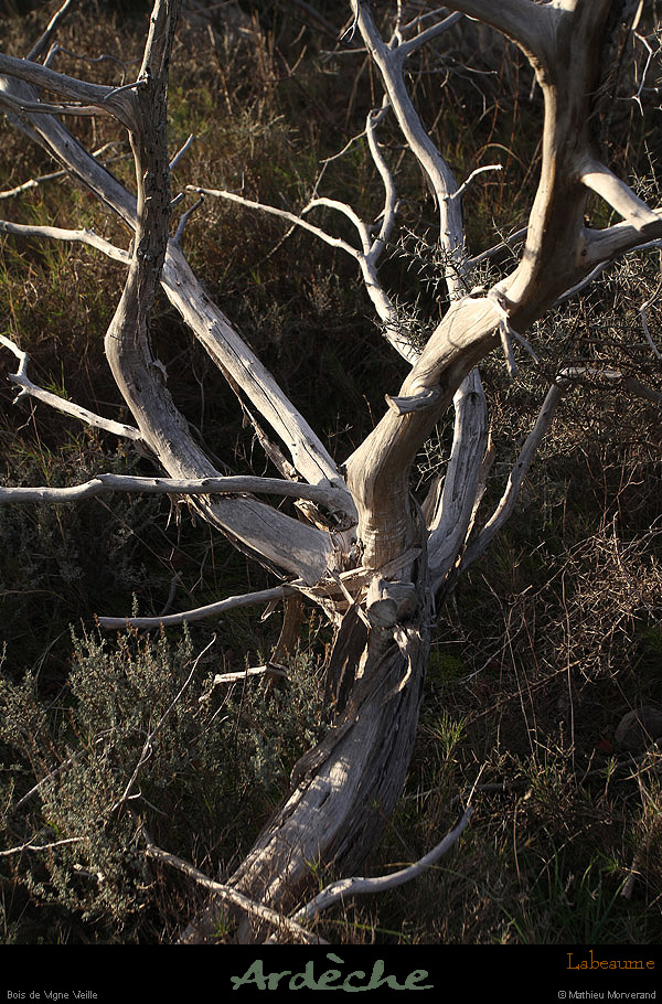 20121216_labeaume_vignevieille_arbremort