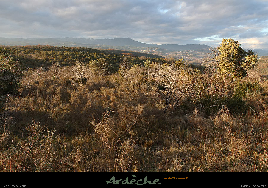 20121216_labeaume_vignevieille_plateau1