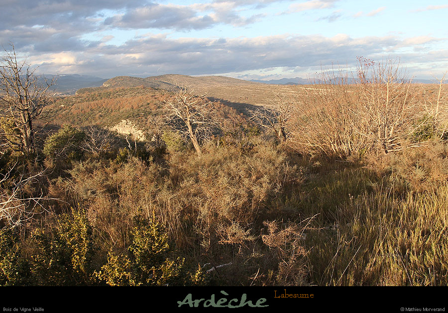 20121216_labeaume_vignevieille_plateau2