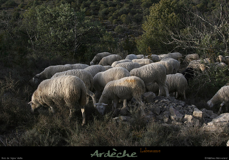 20121231_labeaume_vignevieille_moutons2