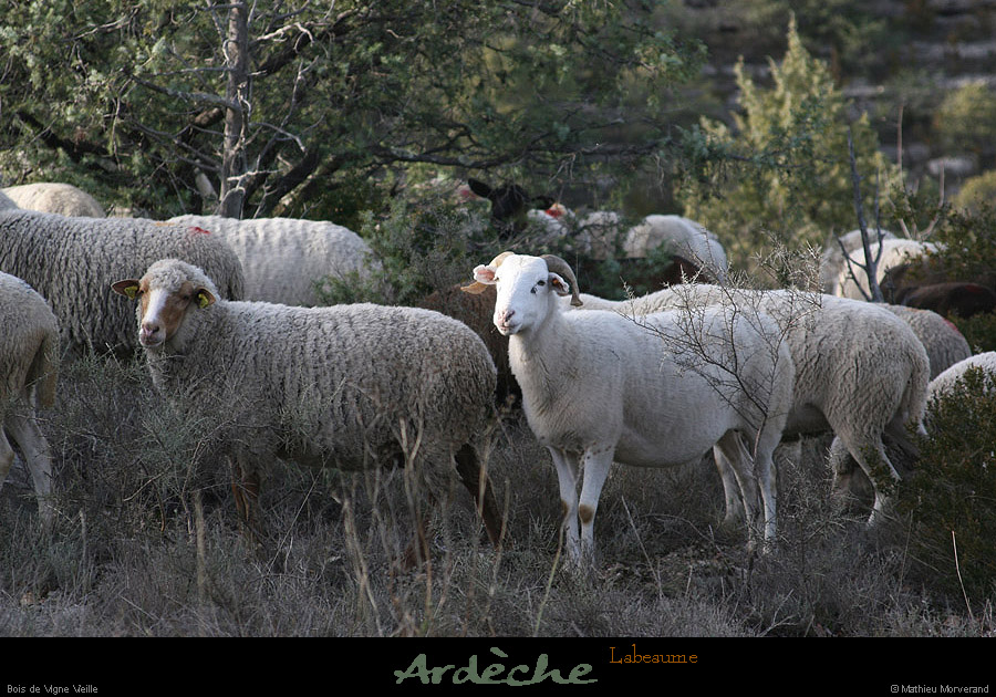 20121231_labeaume_vignevieille_moutons3