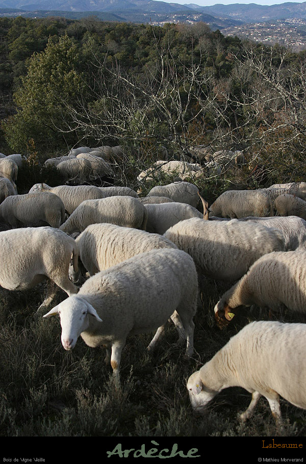 20121231_labeaume_vignevieille_moutons4