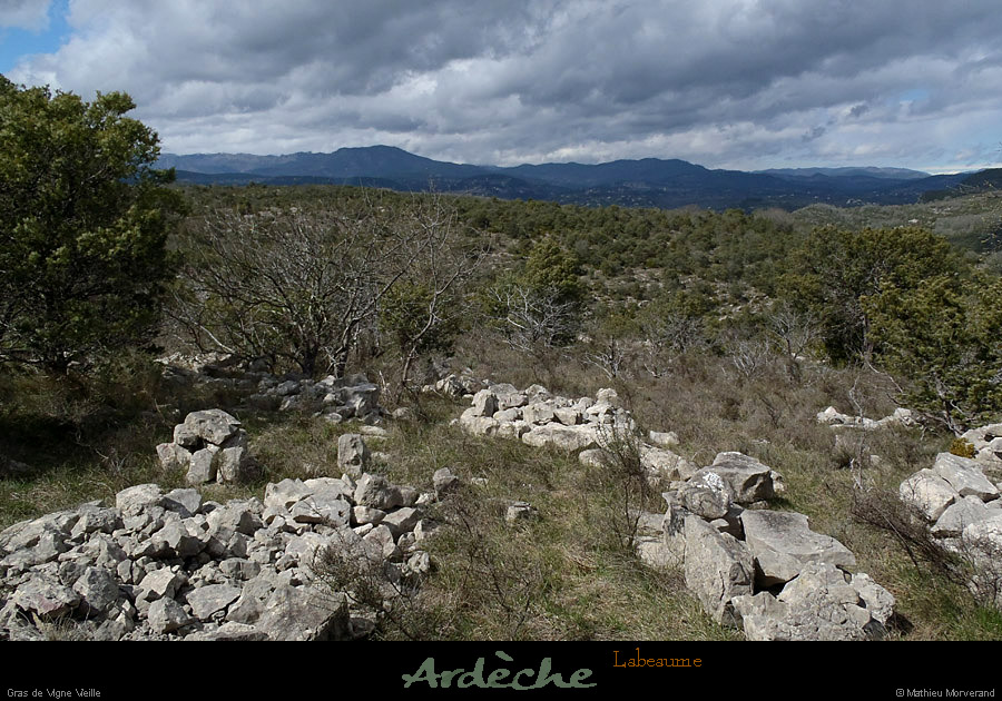 20130409_labeaume_grasdevignevieille2
