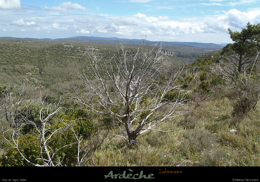 20130409_labeaume_grasdevignevieille5