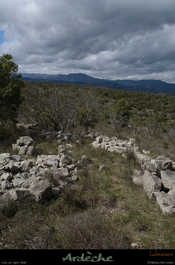 20130409_labeaume_grasdevignevieille6