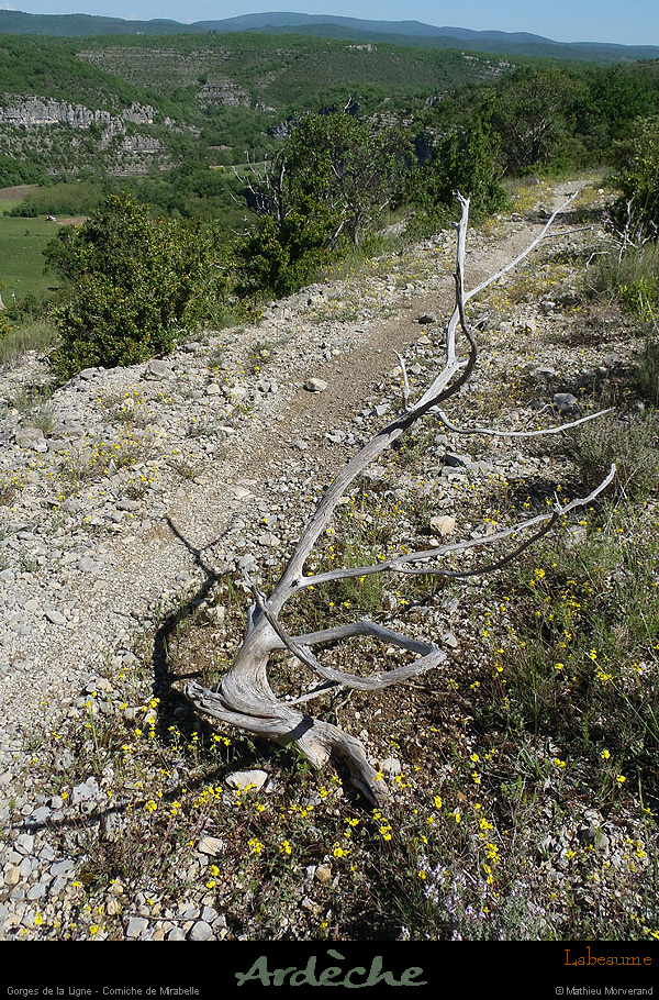 20130510_gorgesligne_cornichemirabelle2