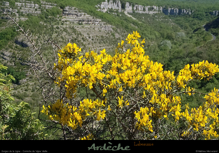 20130510_labeaume_cornichevignevieille2