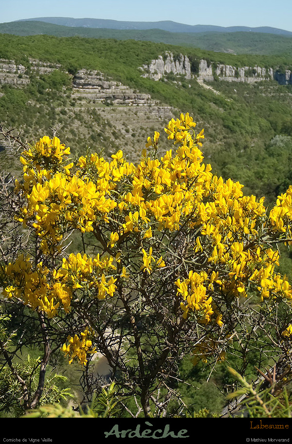20130510_labeaume_cornichevignevieille3