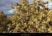 20121216_labeaume_vignevieille_vegetation