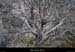 20130127_labeaume_boisstmartin_pentesdevignevieille2