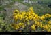 20130510_labeaume_cornichevignevieille2
