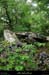 20170506_dolmenchabanet01