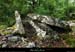 20170506_dolmenchabanet03